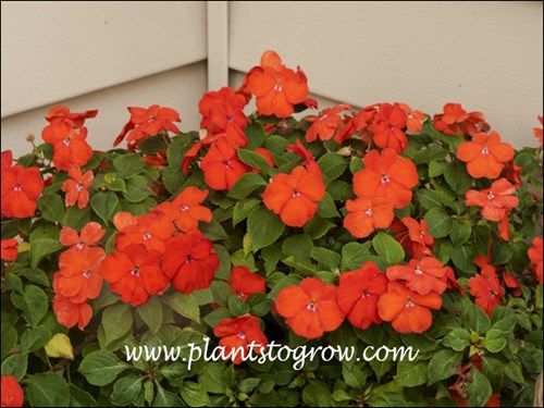 Impatiens Super Elfin Bright Orange- these plants really lived up to their name 